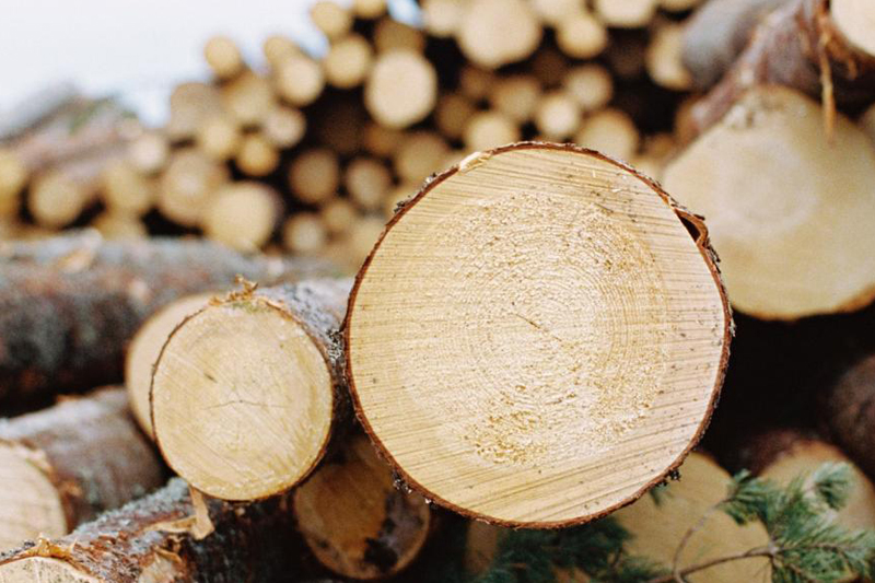 Timber Legality and Sustainability
